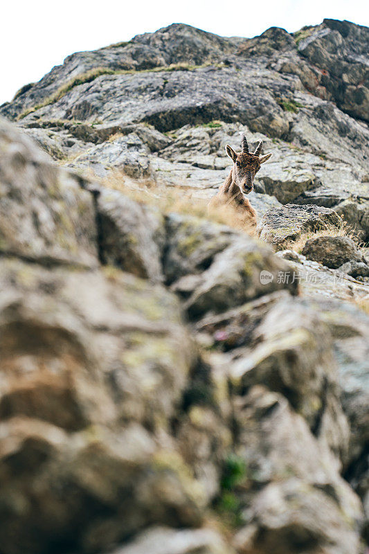 高山野山羊（Capra ibex）